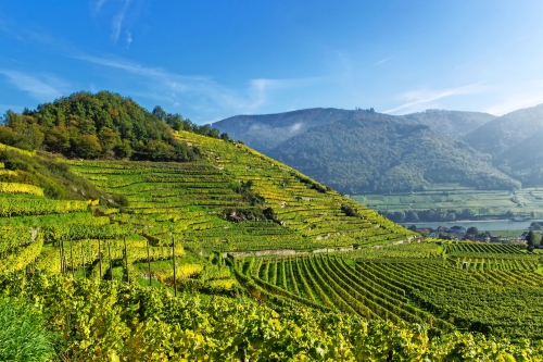 Weinterrassen in Spitz in der Wachau
