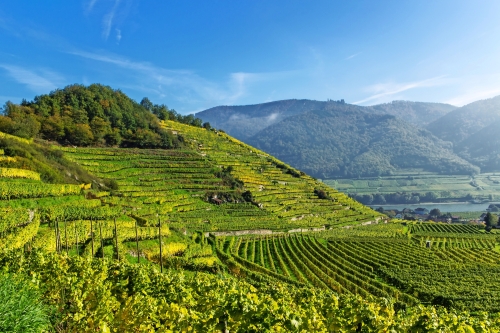 © stefan sio - stock.adobe.com Weinterrassen in Spitz in der Wachau