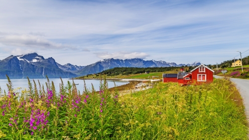 Typische skandinavische Landschaft mit lila Loosestrife entlang eines Sees und ein Gletscher im Hintergrund