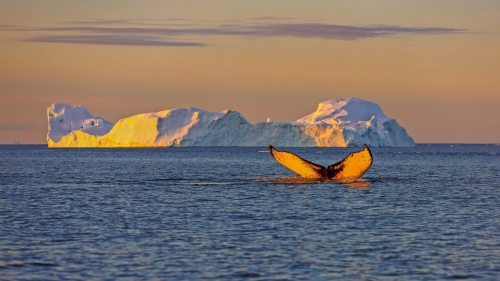 Whale Tauchen bei Ilulissat unter Eisbergen. Ihre Quelle ist der Jakobshavn-Gletscher. Die Quelle der Eisberge ist eine globale Erwärmung und katastrophales Auftauen von Eis, Disko Bay, Grönland