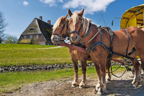 Pferdegespann auf einer Hallig