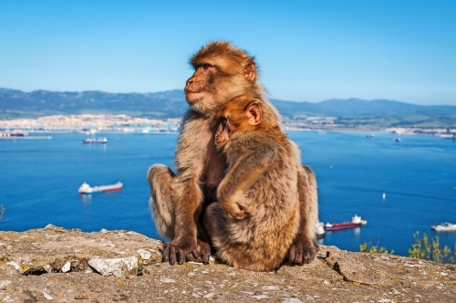 Sitzen Barbary Makaken auf dem Felsen von Gibraltar