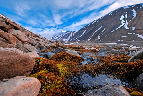 Wallpaper Landschaft Natur der Berge von Spitzbergen Longyearbyen Svalbard an einem Polartag mit arktischen Blumen im Sommer