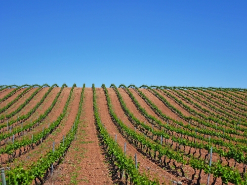 Jakobsweg an den Weinbergen von Rioja