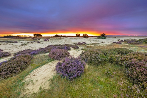 Lila Sonnenuntergang Hoge Veluwe