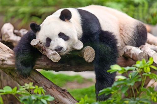 Großer Panda