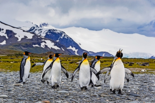 Königpinguine auf Süd-Georgien