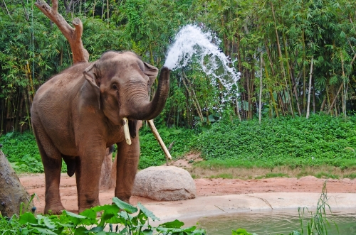 Elefant machen Wasserspray - Naturdusche